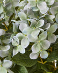 Medium Green Hydrangea in Pot for Indoor Display