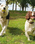 Double Strength Dog Tennis Ball - Durable, for Active Dogs