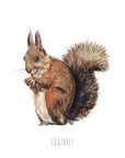 Painted Squirrel Watercolour Art Print