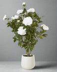 White Peony Bush in Pot with Lifelike Blooms