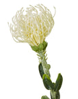 Cream Protea Pincushion Faux Flower Stem