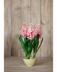 Luxury Pink Hyacinth Stem | Elegant Floral Decor