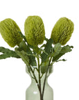 Large Natural Green Banksia Stem