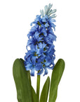 Luxury Blue Hyacinth Stem | Elegant Floral Decor