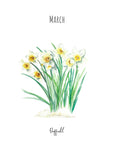 Daffodils - March Birth Flower - Watercolour Fine Art Print