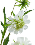 White Scabious Artificial Flower Stem
