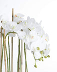 Large white faux orchid in clear glass pot, realistic blooms and roots, elegant home decor centerpiece by RoomLondon at brixbailey.com