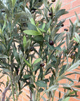 250cm XXL Olive Tree-3