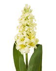 Bright Yellow Hyacinth Stems | Fresh Floral Elegance