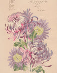 No.107 - Connie Blooms 1905 - Vintage Archive Poster Prints