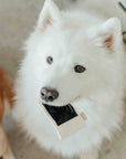 Instant Camera dog enrichment toy