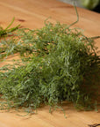 Lush artificial asparagus fern bunch in vibrant green, perfect for home decor or floral arrangements. by Sostter at brixbailey.com