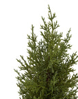 Mini Green Fir Tree with Rustic Wood Base