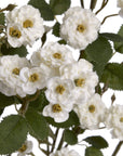 White wild meadow rose spray with lifelike plastic petals for elegant floral arrangements by sostter at brixbailey.com