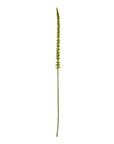 Fresh Green Eremurus Stem | Vibrant Floral Decor