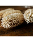 Tall dried thistle arrangement in natural white tones, 60cm height, for organic home decor by sostter at brixbailey.com