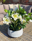 Faux White Hellebore in Ceramic Pot