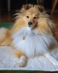 THE RICHMOND | LUXURY GREEN STONEWASHED & SHERPA REVERSIBLE DOG BLANKET