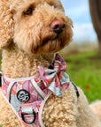 Dog Sailor Bow - Autumn Breeze