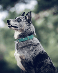 Duck Egg Blue Leather Dog Collar
