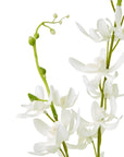 Elegant White Cymbidium Orchid Spray | Fresh Floral Beauty