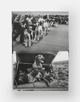 DogsDogs by Elliott Erwitt