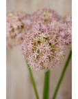 Gorgeous Lilac Giant Allium Stem | Elegant Floral Decor