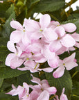 Lush Pink Hydrangea Plant in Pot