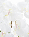 Elegant Tall White Orchid in Glass Vase | Home Decor