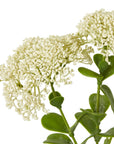 Cream Sedum Faux Flower Stem