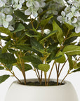 Medium Green Hydrangea in Pot for Indoor Display