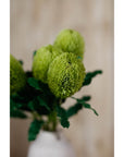 Large Natural Green Banksia Stem