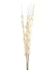 Dried Thlaspi Arvense bouquet with delicate white seed pods, perfect for modern or traditional décor.by Sostter at brixbailey.com