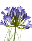 Vibrant Blue Faux Agapanthus Plant in Black Pot