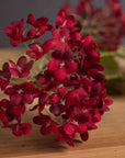 Vibrant Red Viburnum | Stunning Autumn Blooms