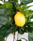 120cm Premium Artificial Lemon Tree-1