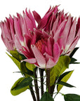 Pack of 6 x 65cm Protea Sugarbush Flower Stem - Pink-0