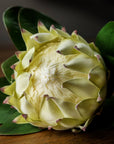Large White Faux Protea Stem