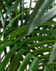UV Resistant Artificial Areca Palm Tree (Indoor/Outdoor)