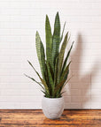 Artificial Snake Plant - 40"