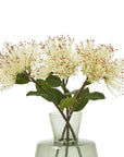 Premium Cream Protea Nitida Stem | Exotic Floral Elegance