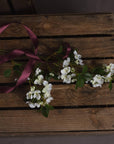 Fragrant White Mock Orange Blossom | Spring Freshness