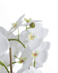 Lush White Orchid & Fern Garden | Rootball Ready to Plant