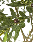 Tall Olive Tree in White Pot Mediterranean Style