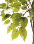 Ficus Tree Drop In 51"