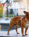 Boho Collection Dog Collar – A style that combines hippie blaze of colors with casual surfers and bohemian originality. by Matteo at www.brixbailey.com