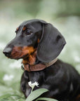 THE LINCOLN | LUXURY TWEED & LEATHER DOG COLLAR