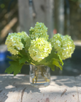 Real touch green hydrangea arrangement in glass vase - 8"