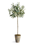 Olive Tree Potted