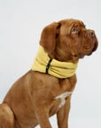 confident dog in a bold gold neck warmer with a secure leather belt